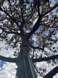 Hazardous cracked pine tree prepped for sectional removal over house in Chapel Hill area