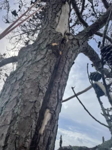 Close-up of deep crack and decay in large pine tree before removal by Tree Top Flyer Tree Service in Durham NC