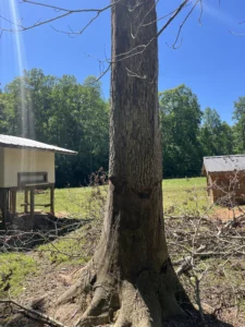 Large decaying hardwood tree with a cracked trunk standing between a goat house and chicken house on a rural property before removal by Tree Top Flyer Tree Service.