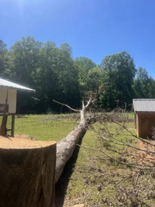 Massive hazardous tree safely felled between two rural outbuildings after precise removal by Tree Top Flyer Tree Service.