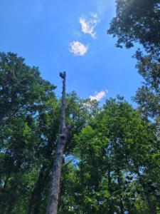 Tree Top Flyer Tree Service crew rigging down sections of a large hickory tree during a technical removal project on a steep hillside in Chapel Hill, NC.