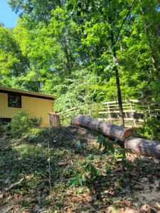 Large hickory tree safely removed in sections by Tree Top Flyer Tree Service near a home on a steep hillside in Chapel Hill, NC.