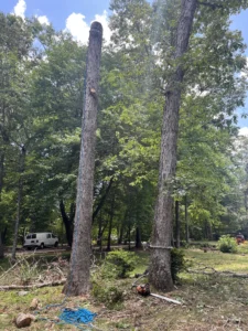 Tree Top Flyer Tree Service crew carefully removing sections of a large oak tree using controlled cutting techniques near a residential property for safe tree removal.