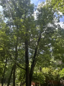 Dead leaning oak tree and codominant maple tree with split trunk growing close to a residential home and driveway, showing potential hazard before removal.