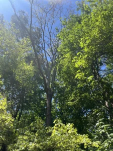 Upper canopy of a dead elm tree being dismantled by Tree Top Flyer Tree Service using professional climbing and rigging techniques to safely remove the tree in a confined backyard.