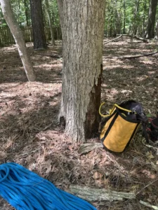 Dead elm tree trunk at the base in a tight backyard before removal by Tree Top Flyer Tree Service, showing the size and condition of the hazardous tree.