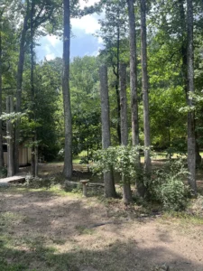 Twenty-foot-tall sweet gum tree stump left standing in Chapel Hill as a natural wildlife habitat for birds after hazardous tree removal by Tree Top Flyer Tree Service.