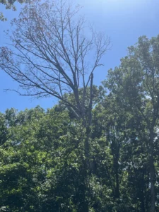 Large dead white oak tree in Chapel Hill, NC before removal, surrounded by mature hardwoods and valuable landscaping that required careful protection.