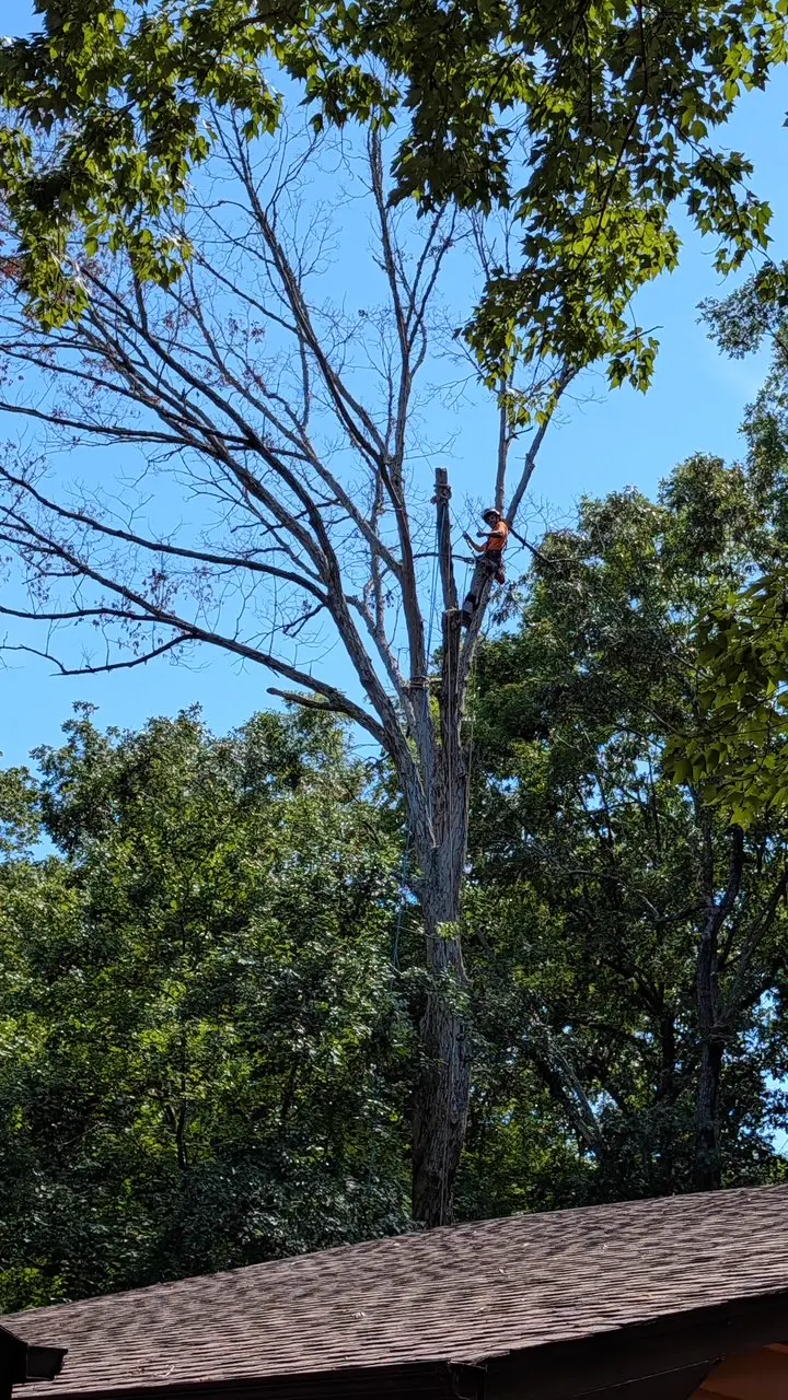 Arborist carefully removes the upper sections of a massive dead white oak tree near a home in Chapel Hill, NC using professional climbing and rigging techniques.