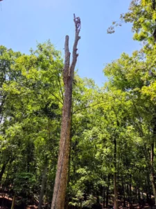 Tall dead white oak standing among healthy trees before its two-day removal project, showcasing the challenging location and limited work space.