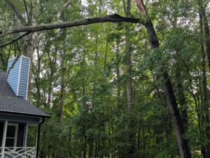 Broken tree hanging over a residential property after heavy rain and strong winds, creating a hazardous situation requiring immediate tree removal.