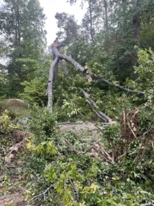 Storm-damaged tree with multiple broken trunks after heavy rain and high winds, awaiting professional emergency tree removal services.