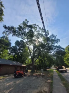 Large mature tree growing beside a Carrboro home with branches extending over the property and communication wires