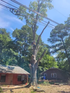 Tree removal professional climbing a large tree beneath overhead communication wires during a Carrboro removal project