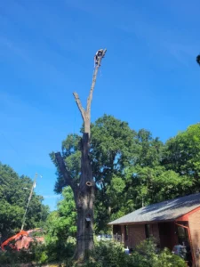 Large tree partially dismantled during professional removal beside a residential home in Carrboro