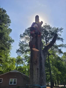 Arborist secured high in a large tree while removing sections during a hazardous tree removal in Carrboro