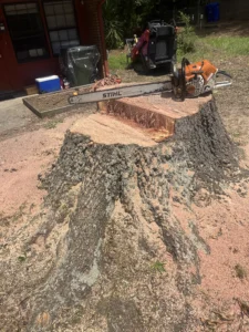 Large freshly cut tree stump surrounded by sawdust with a professional chainsaw resting on top