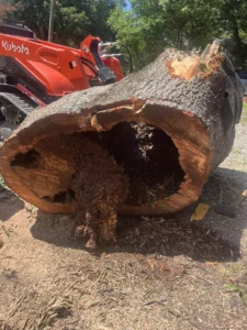 Large section of tree trunk showing extensive internal hollowing and decay discovered during tree removal