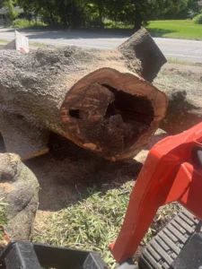 Cut section of a large tree showing significant internal decay and hollowing beside tree removal equipment