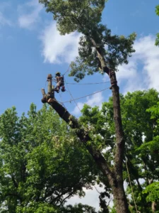 Tree climber working high in a large red oak during a residential tree removal in Chapel Hill, NC.
