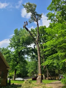 Tree Top Flyer crew removing a large red oak tree near a home in Chapel Hill, NC.